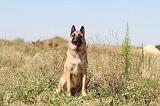 MALINOIS 338